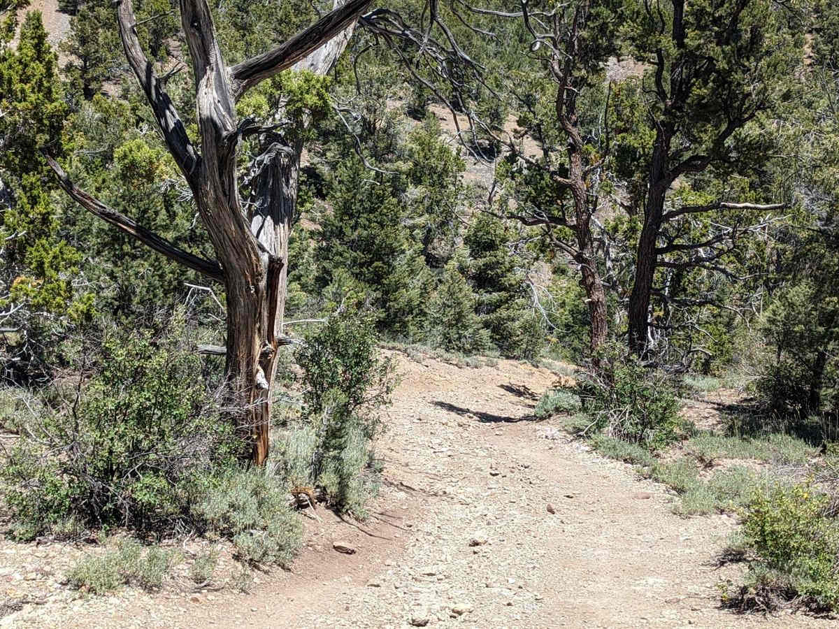 Hacketts Ranch Road photo 5