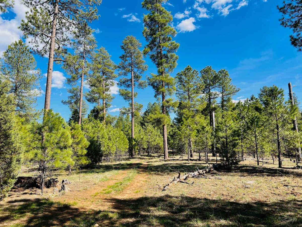 Good Enough Spur trail photo