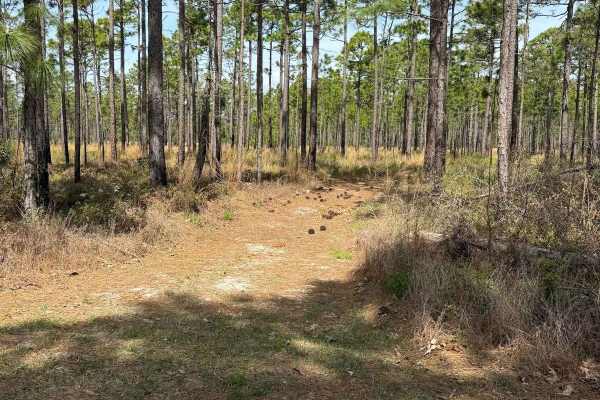 Pettiford Creek Trail 10