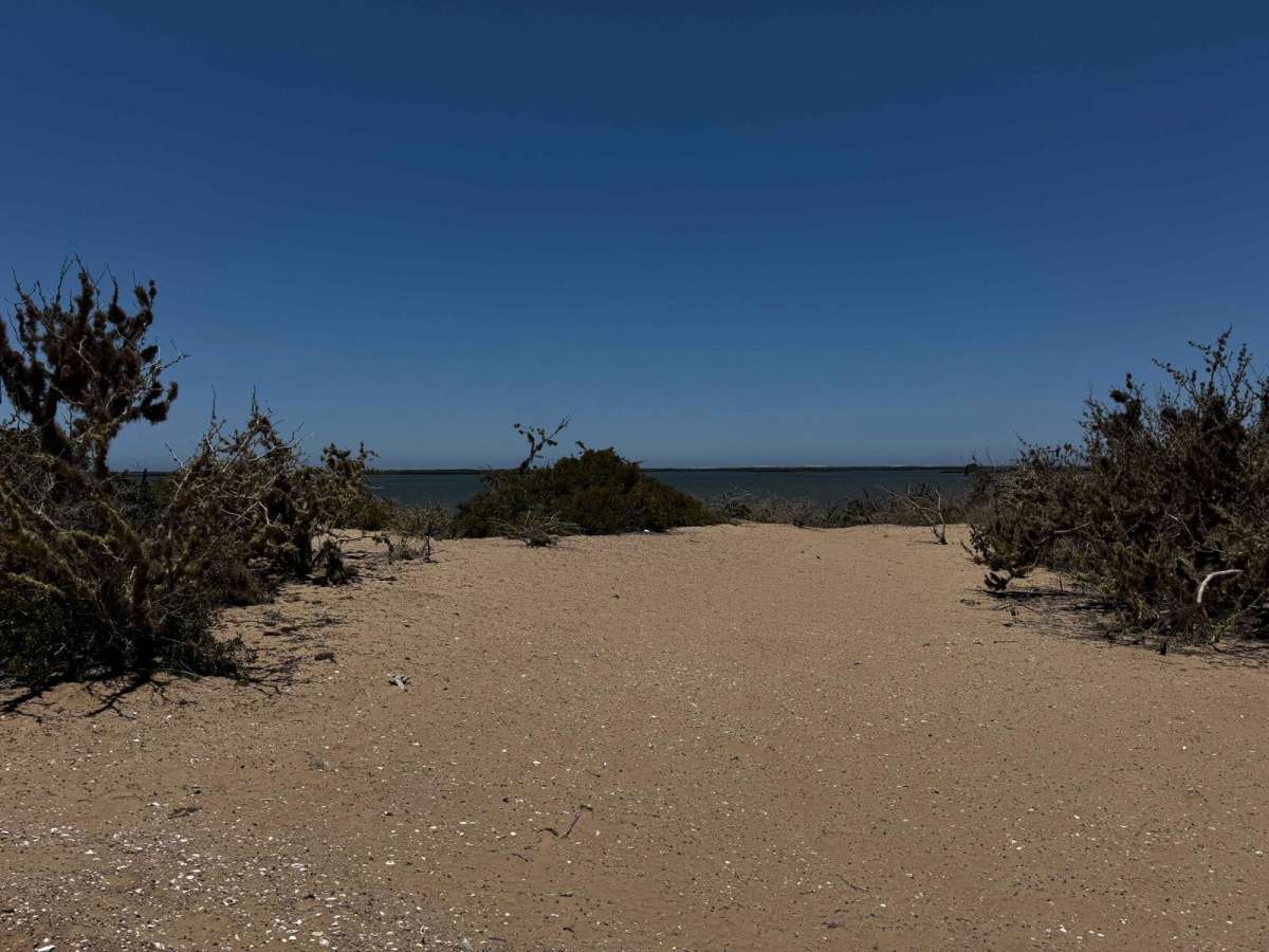 Mangroves Soledad photo 5