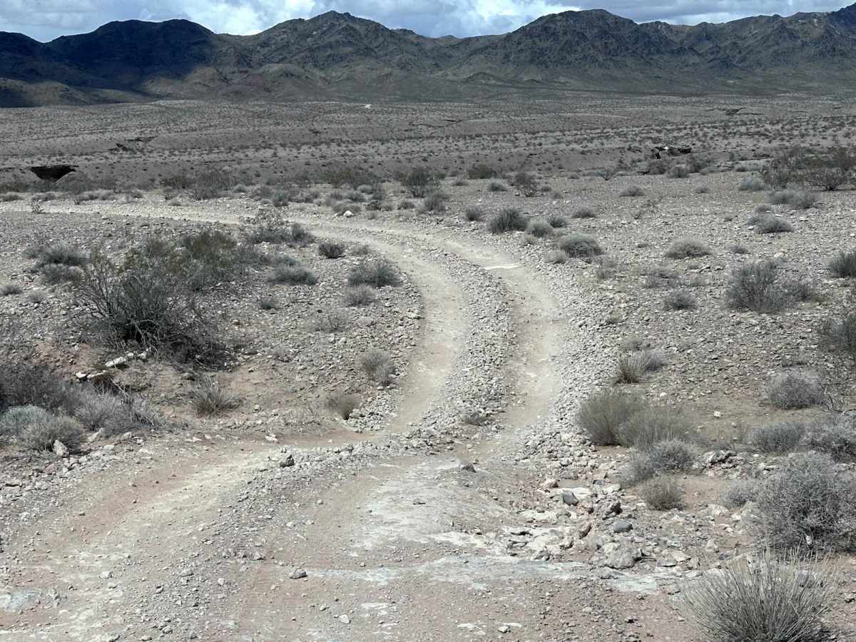 NPS 113 photo 3