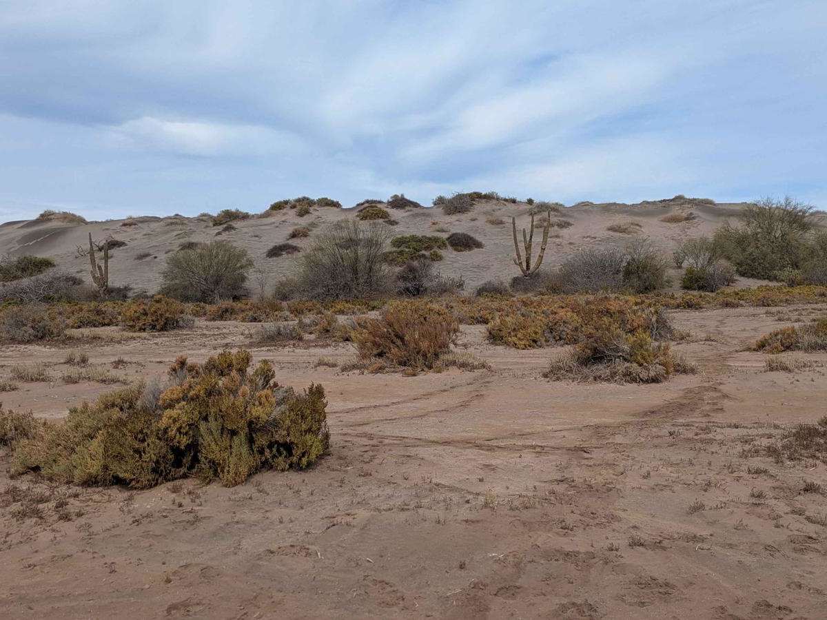 Dunas del Mogote West trail photo