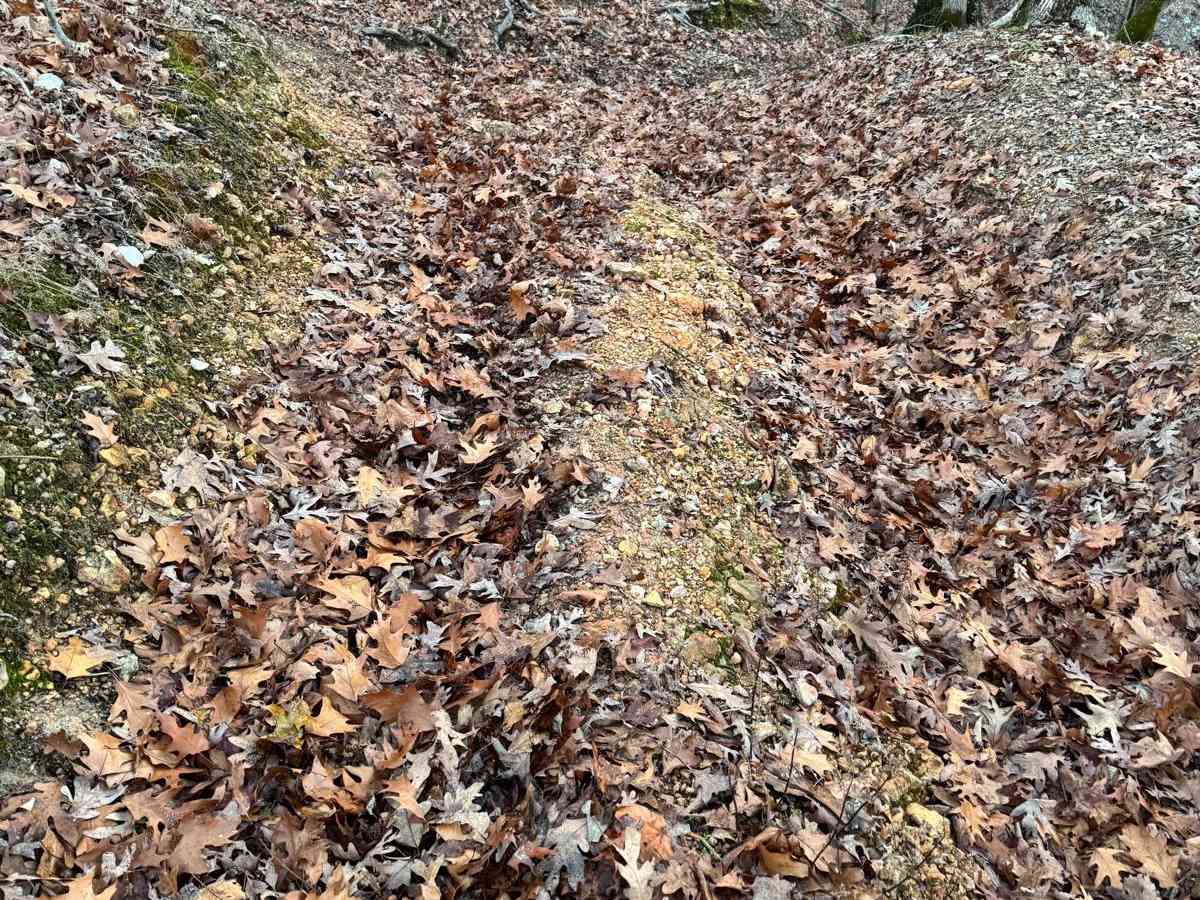 Purple 319 trail photo