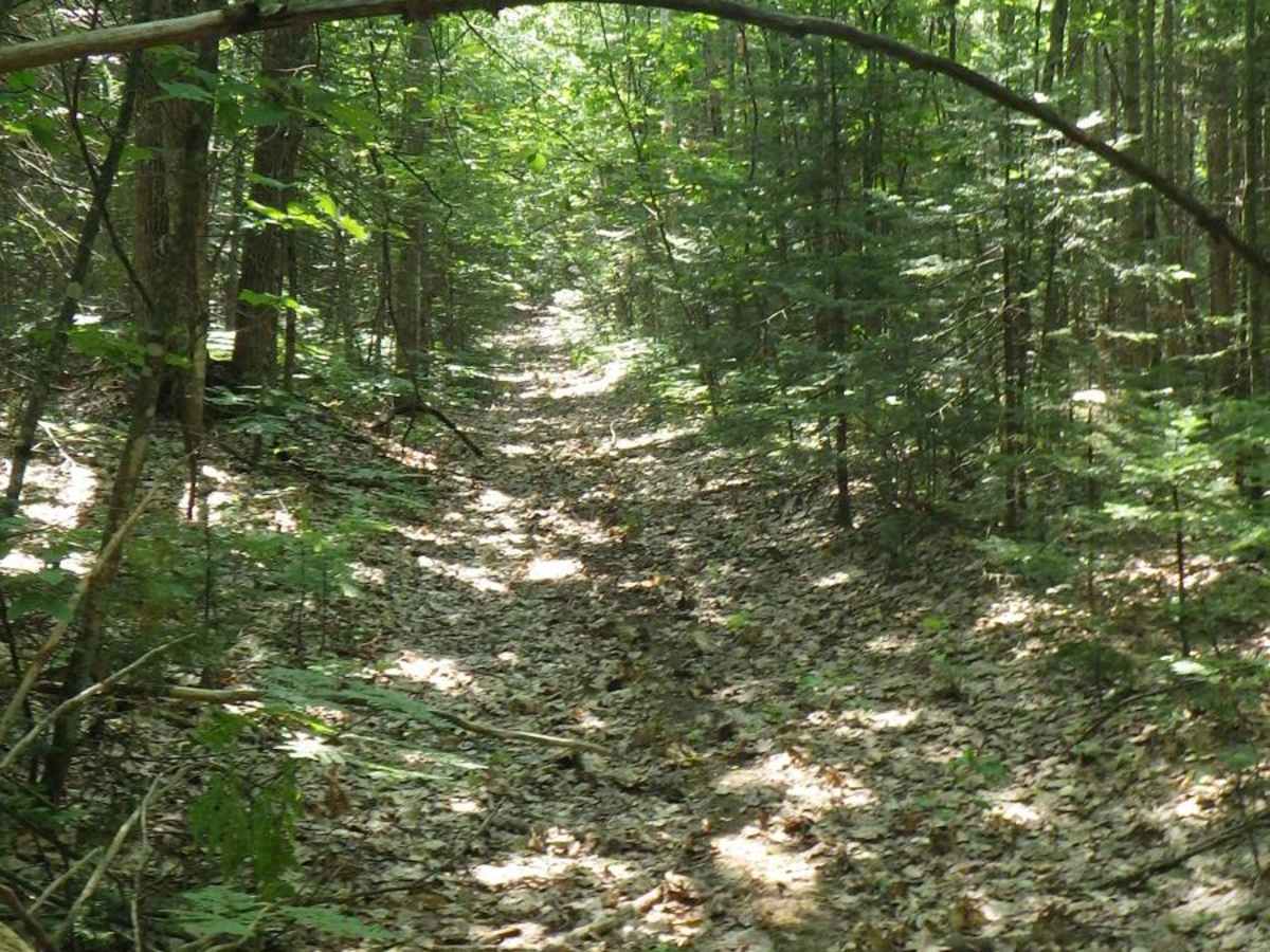 South Little Trout Creek photo 3