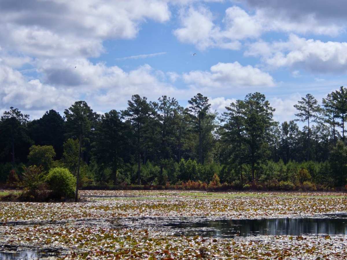 Fish Pond Loop photo 6