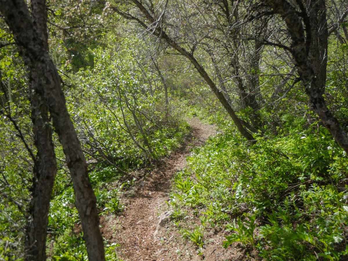 Clifton Basin to Weston Peak Single Track - 7433 photo 3