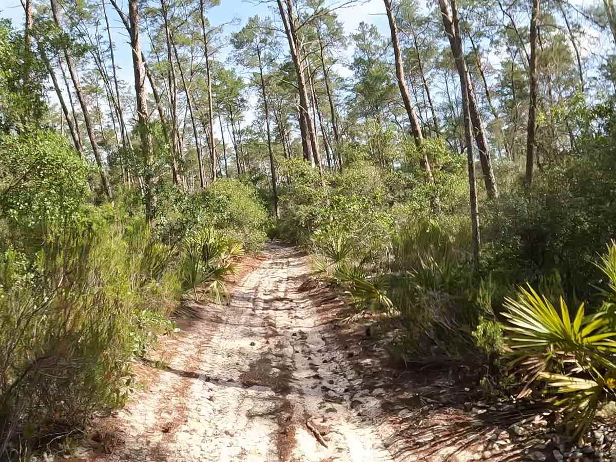 FS 221 C trail photo