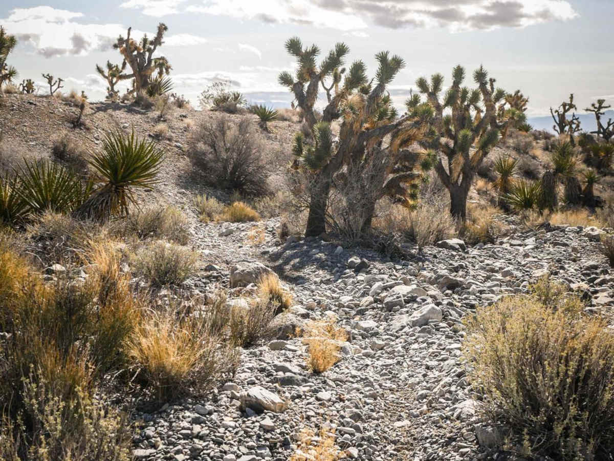 Cactus Trail photo 5