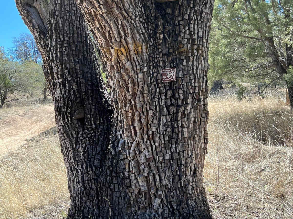 FS 4248 Y Alligator Juniper Jungle trail photo