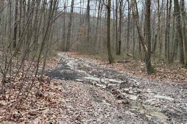 Locust Gap 21