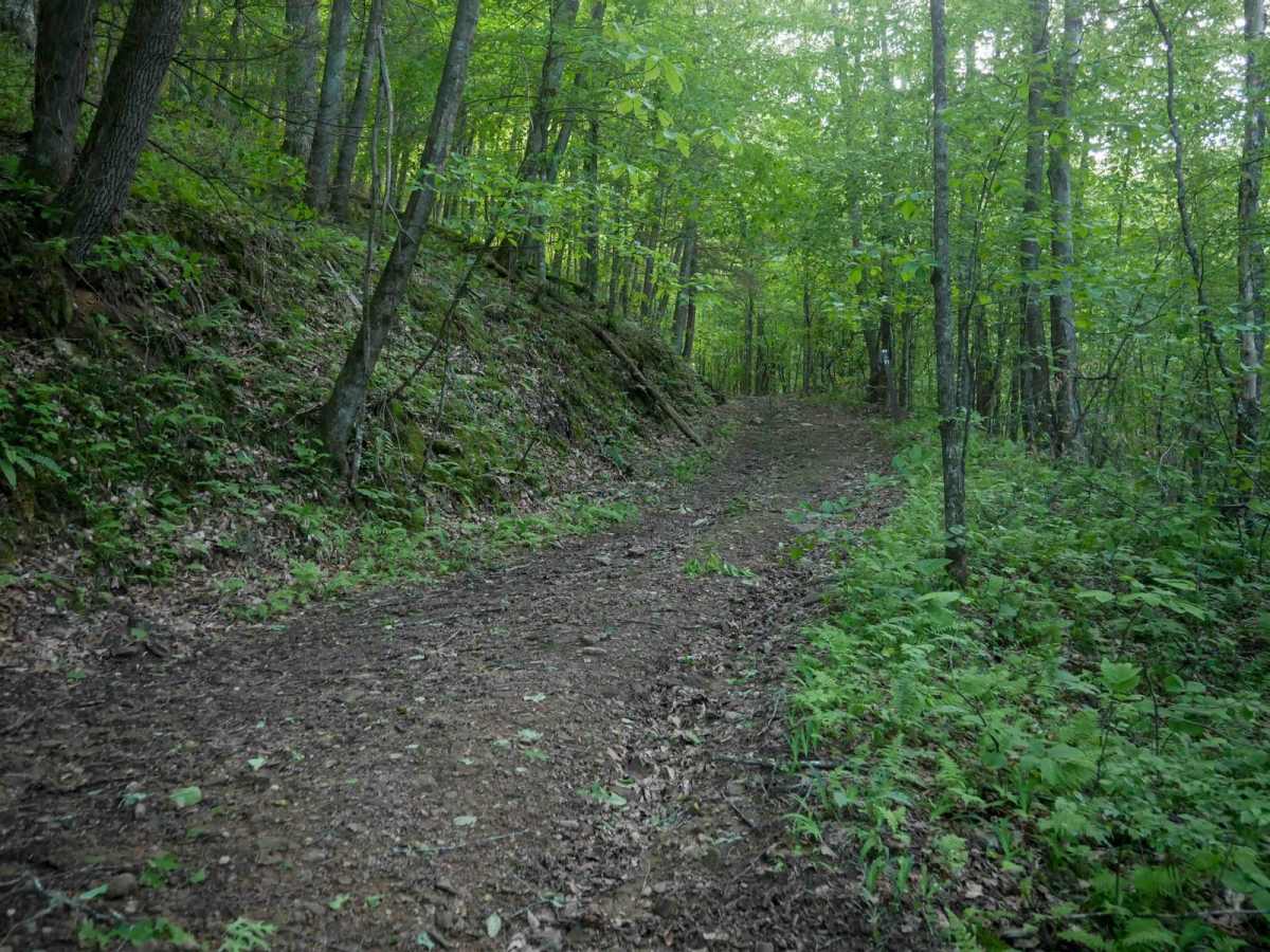 MV91 trail photo