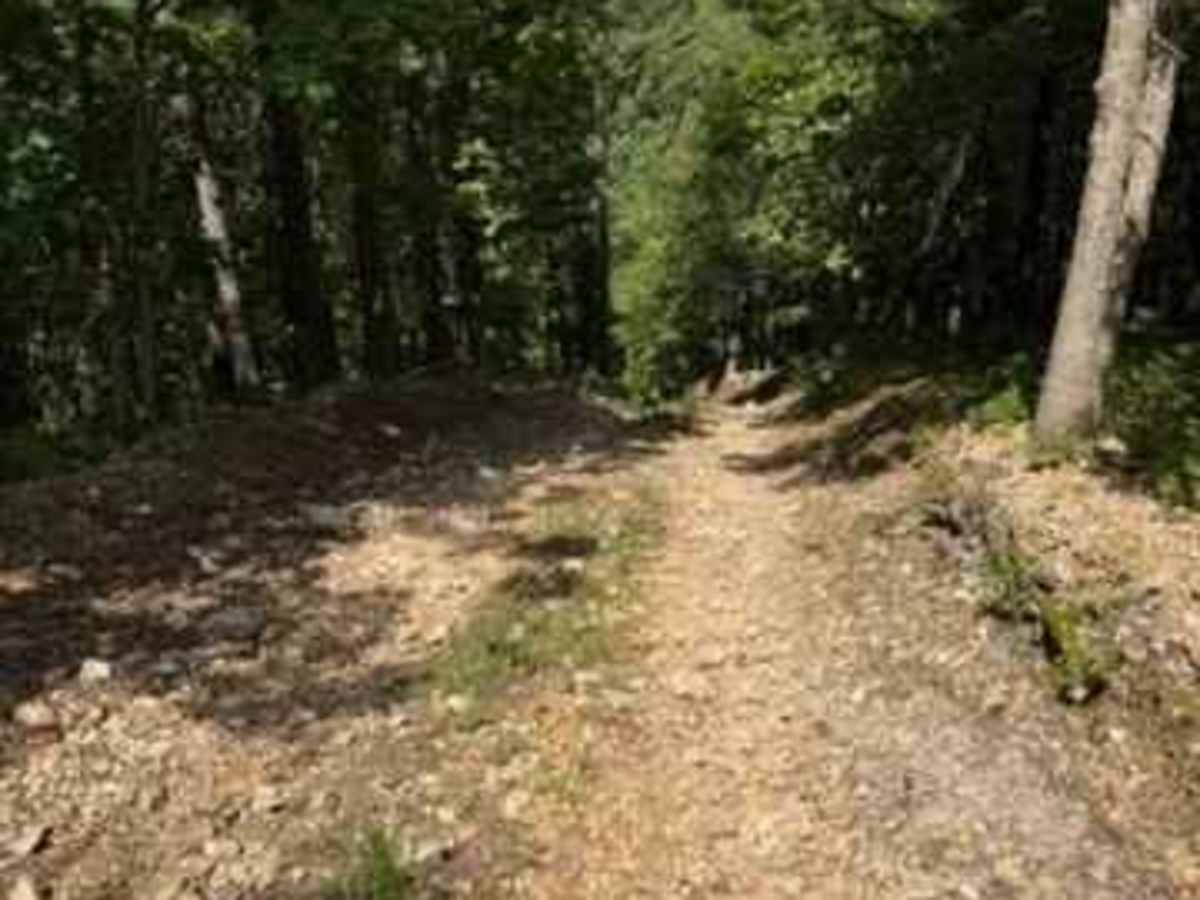Dale's Trail trail photo
