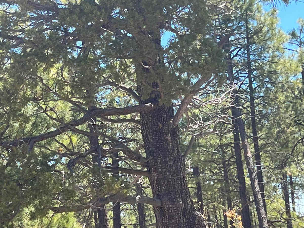 Young Pondo Pine Path photo 5