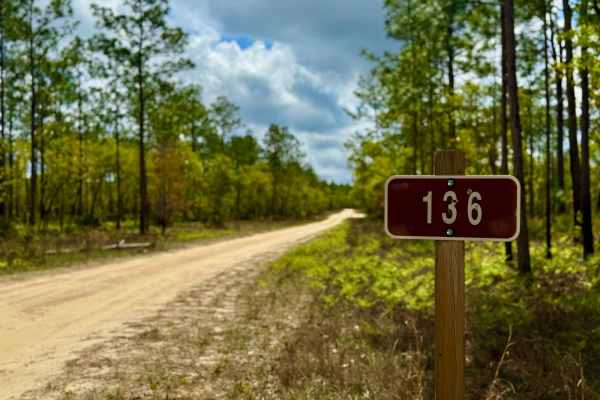 Gully Creek - FS 136