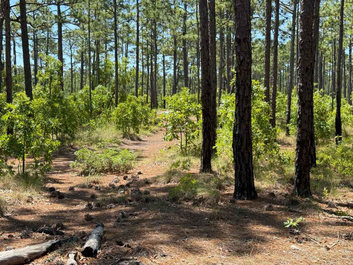 Pringle Road Spur 2 photo 6