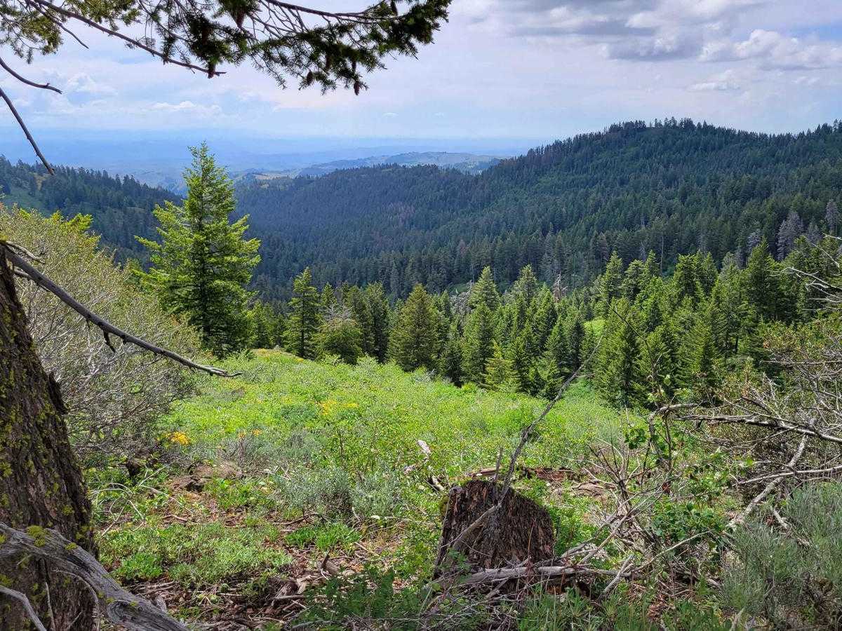 FR 306 - Iron Mountain Trail photo 5