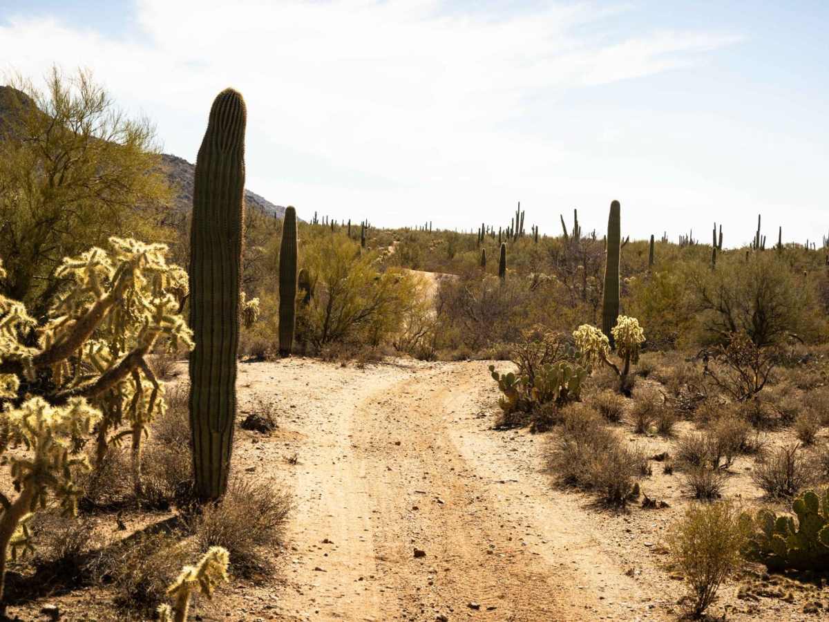 Ditch Trail photo 4