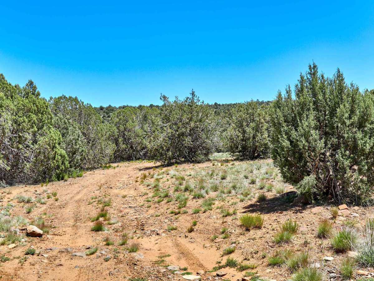 Cedar Train trail photo