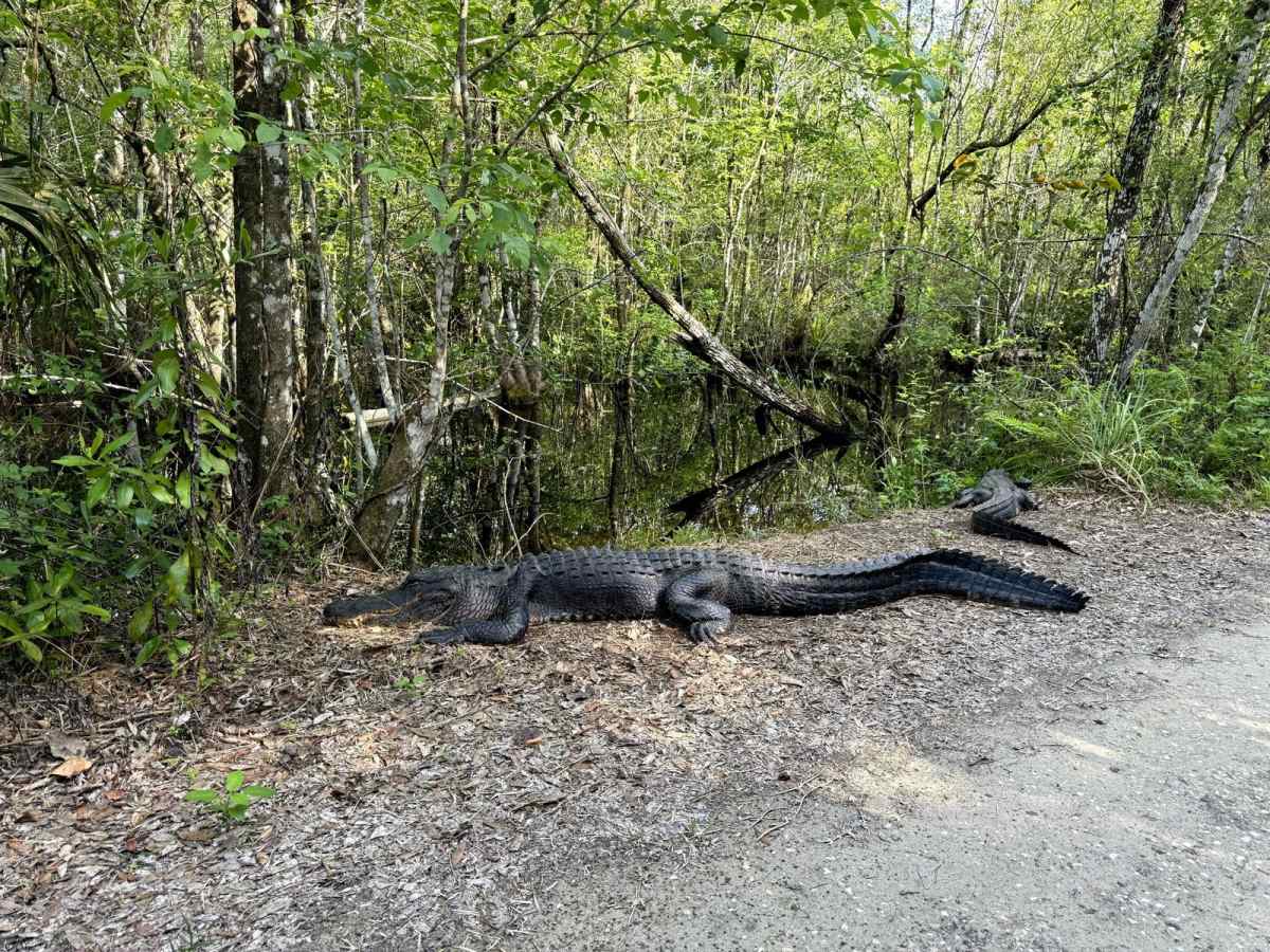 Janes Memorial Scenic Drive trail photo