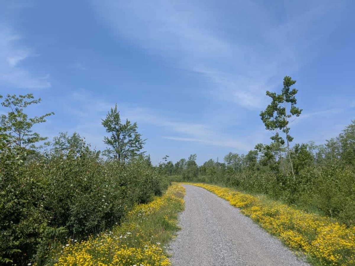 Colvin Forest Road photo 3
