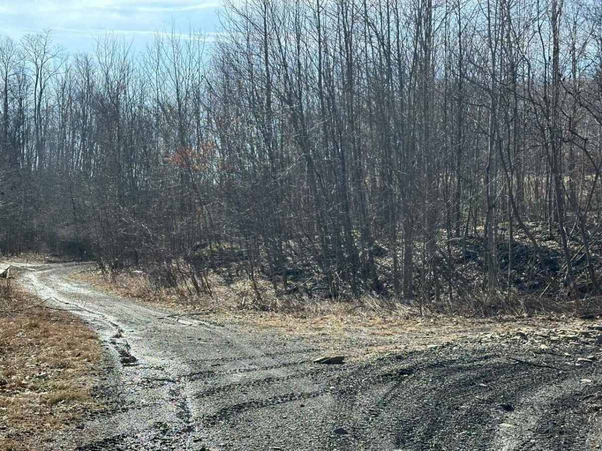 Locust Gap 45 photo 3