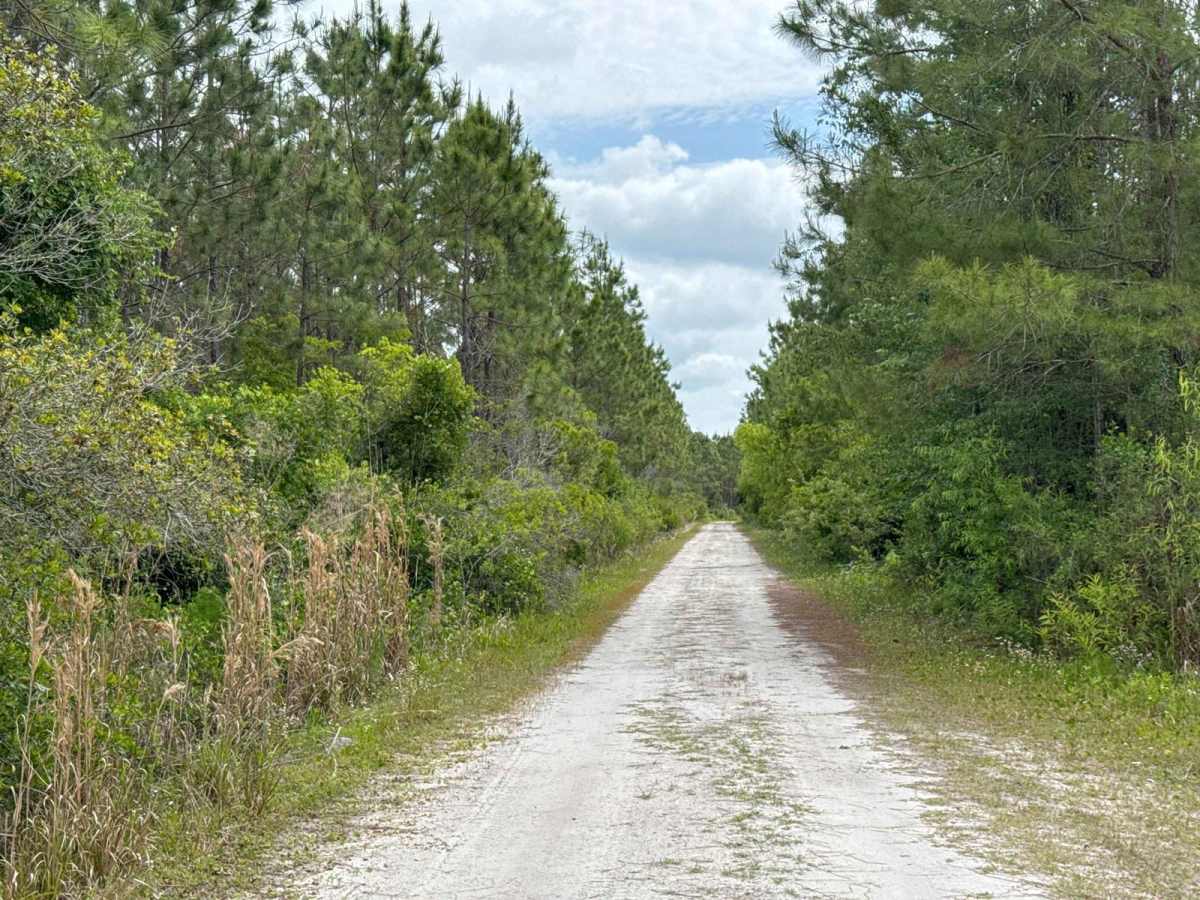 Mule Lot  - Osceola NF 279 photo 3