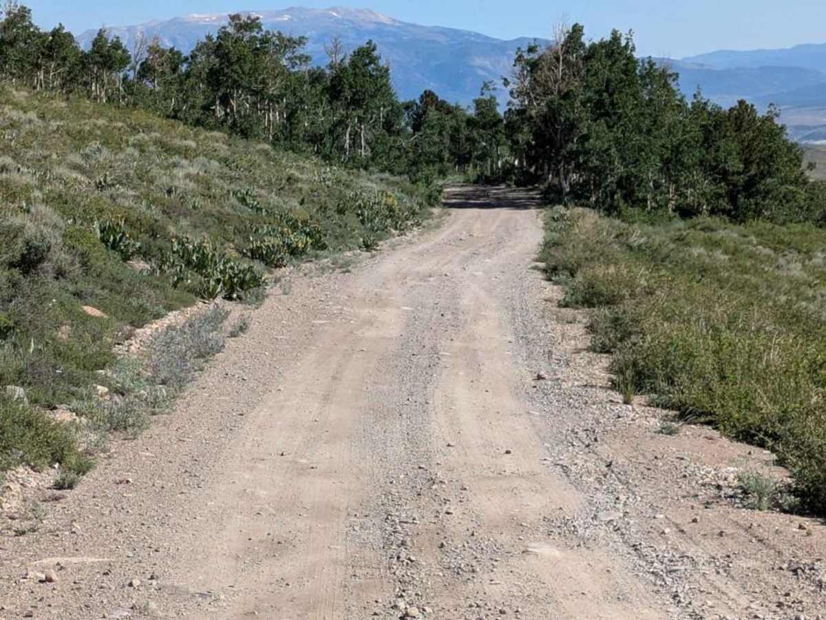 Dunderberg Meadows trail photo