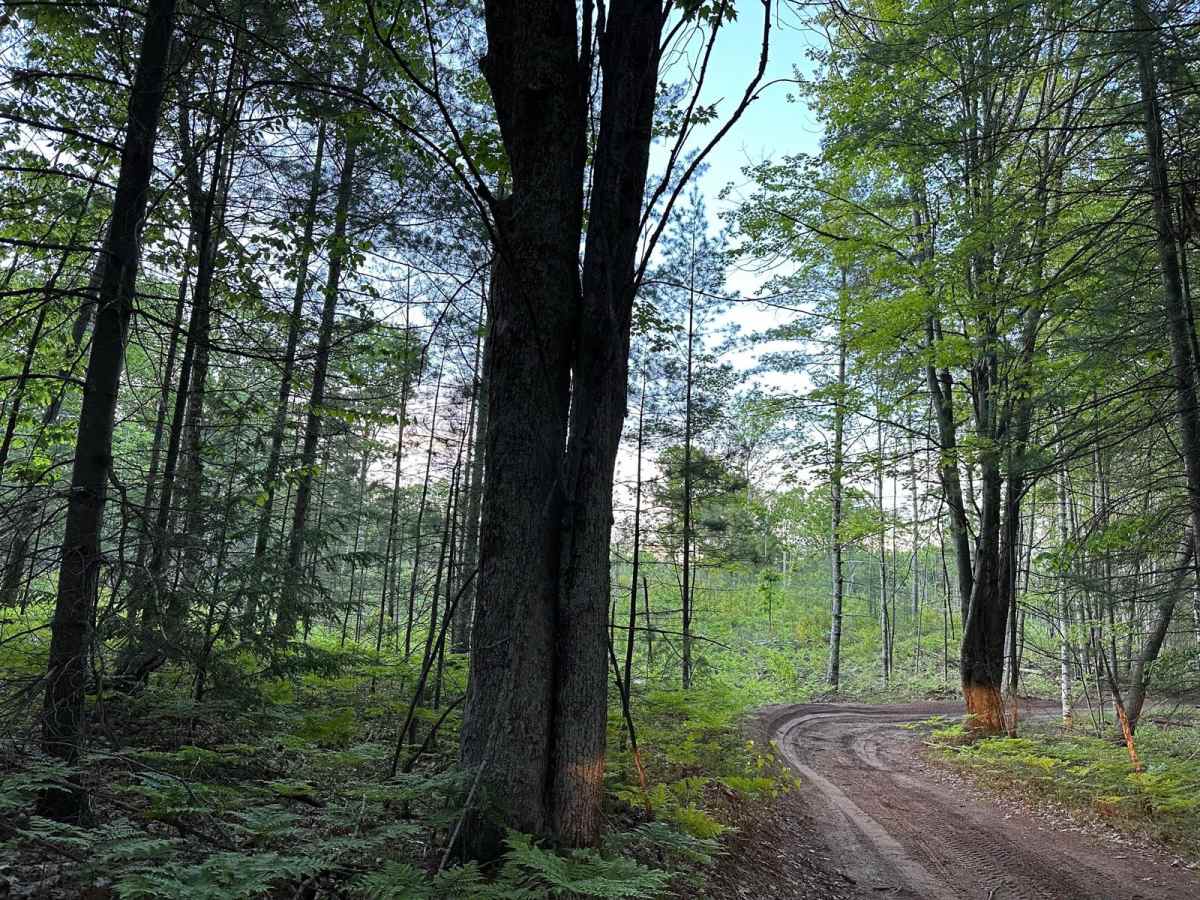 Lake Dubonnet Trail photo 2