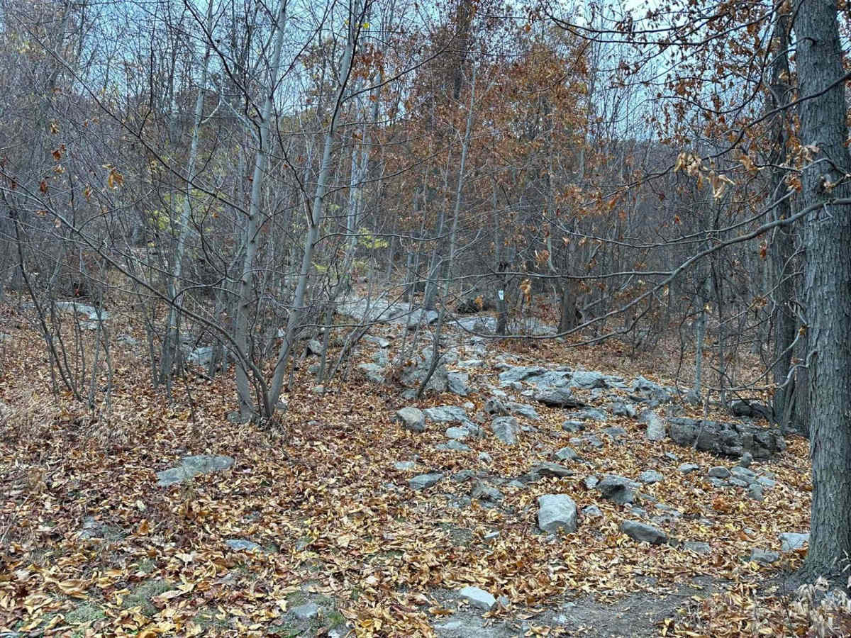 19 Black trail photo