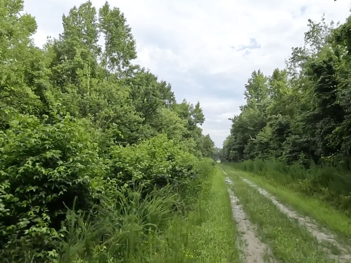 Pocosin Lakes National Wildlife Refuge photo 2