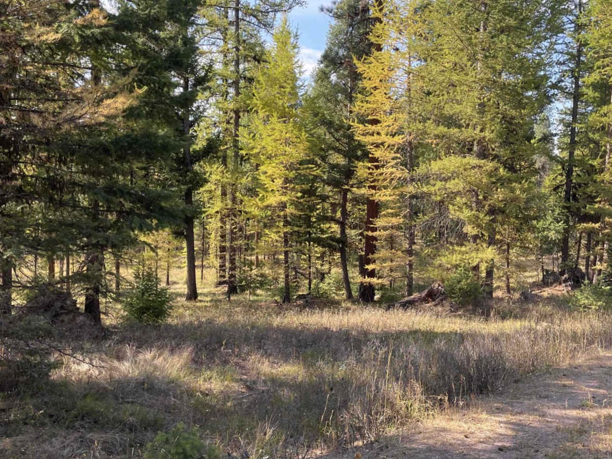 Placid Creek Road photo 5