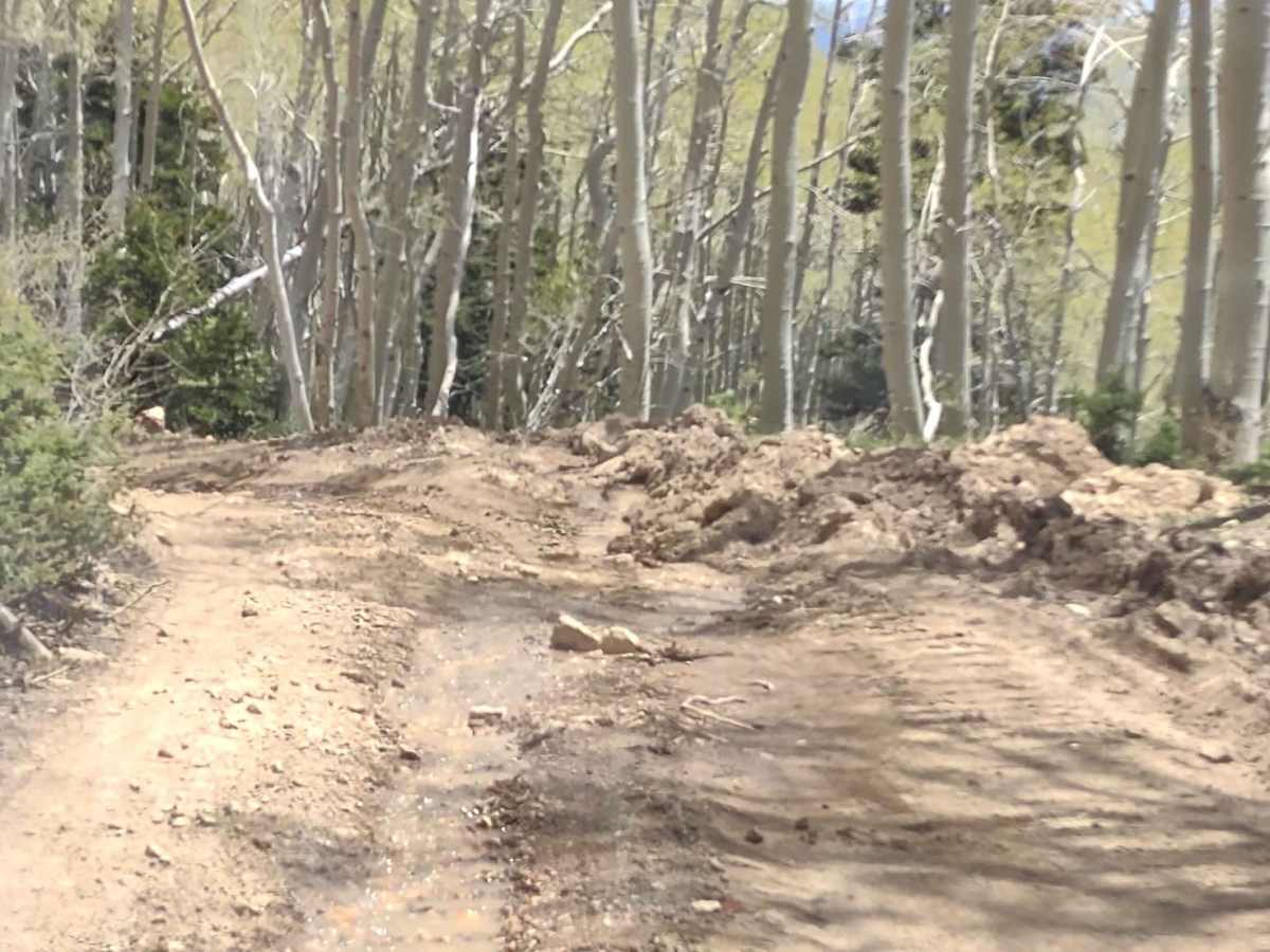 Aspen Grove Extravaganza photo 4