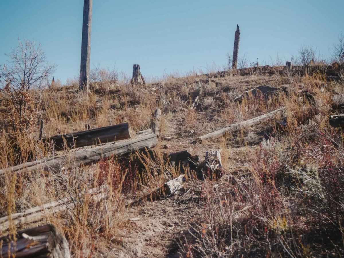 Pine Spring photo 2
