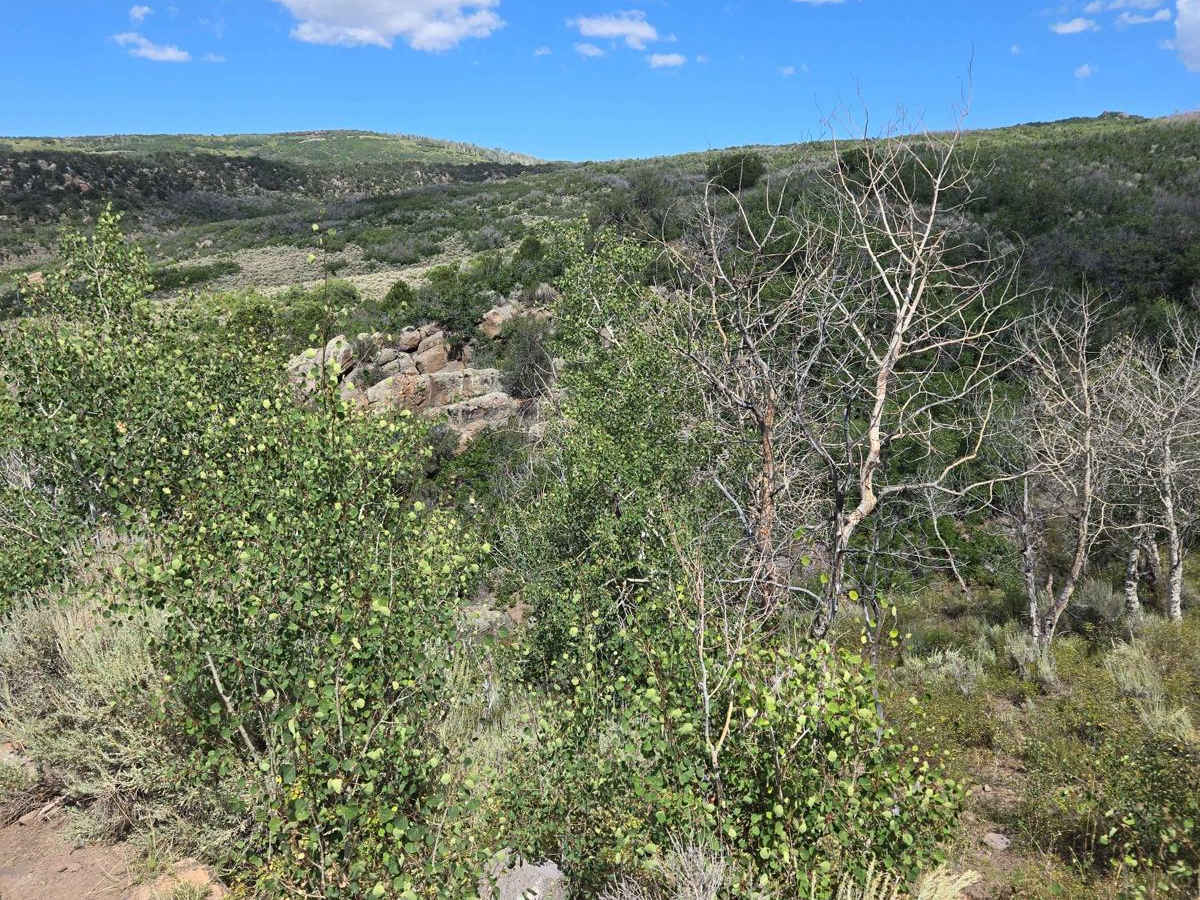 Trail 4994 - FSR 41750 photo 6
