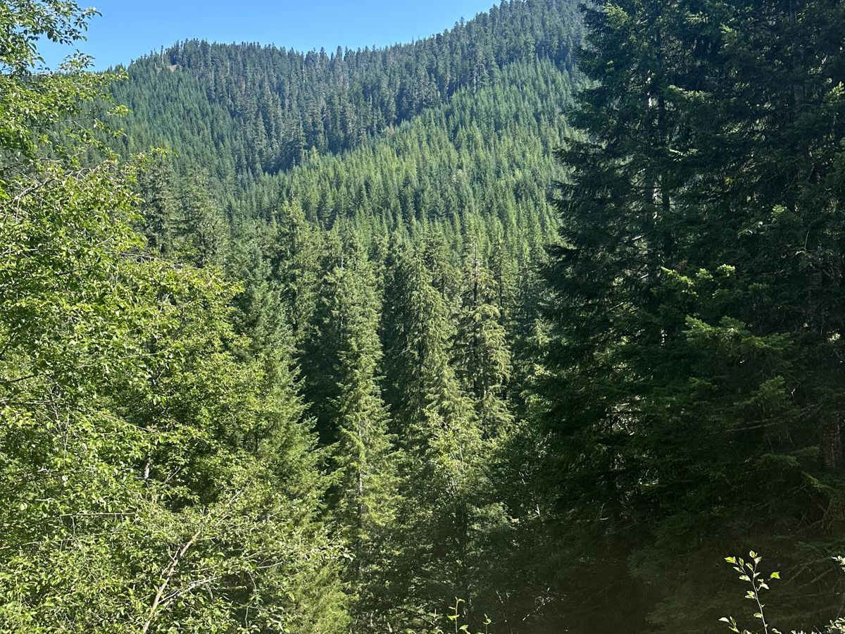 Willame Creek Trail photo 3