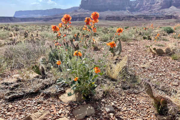 Little Badger Canyon