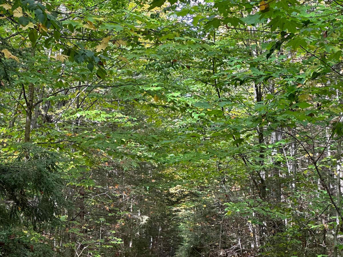 FS 8301 trail photo