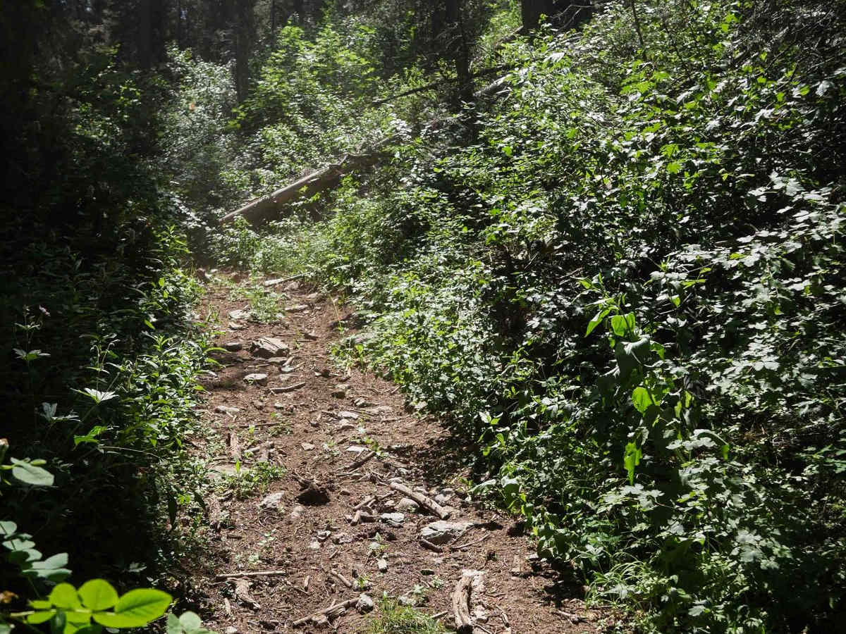 Cheatbeck #3350   trail photo
