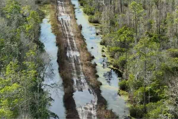 Osceola National Forest - Swamp Thing
