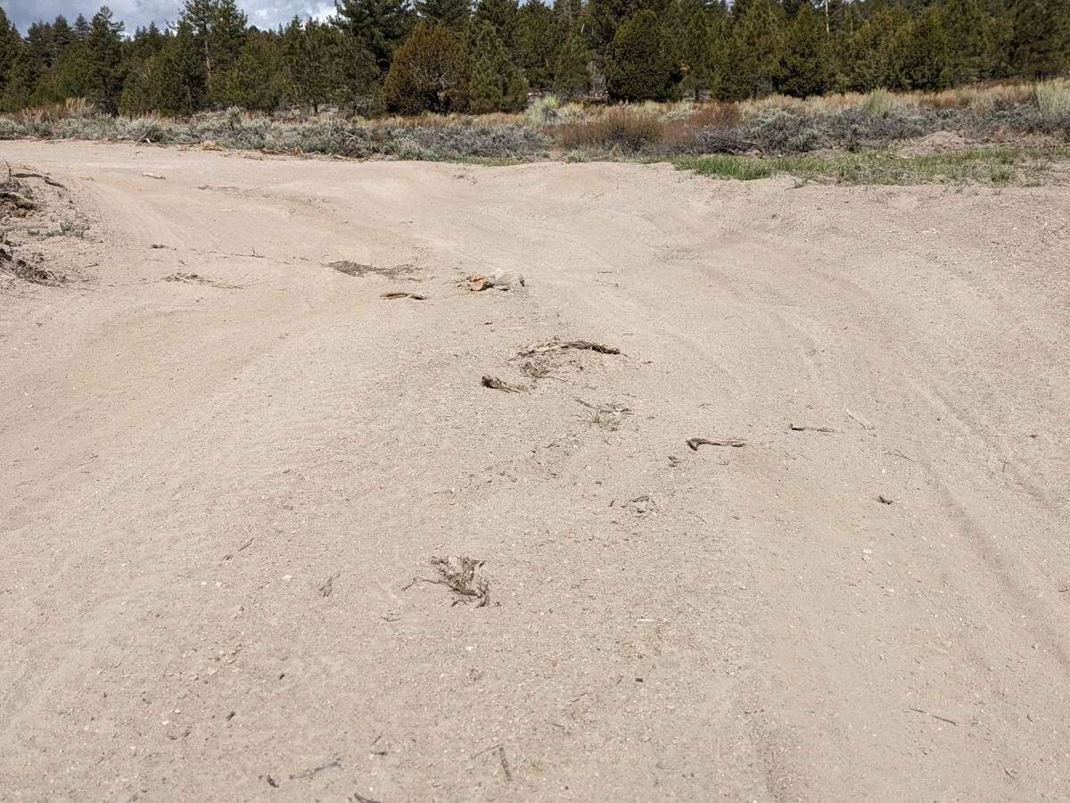 Little Hot Creek Hill Loop photo 4