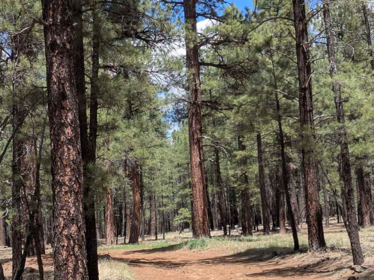 Lost Pines Cutoff FS 6149 trail photo