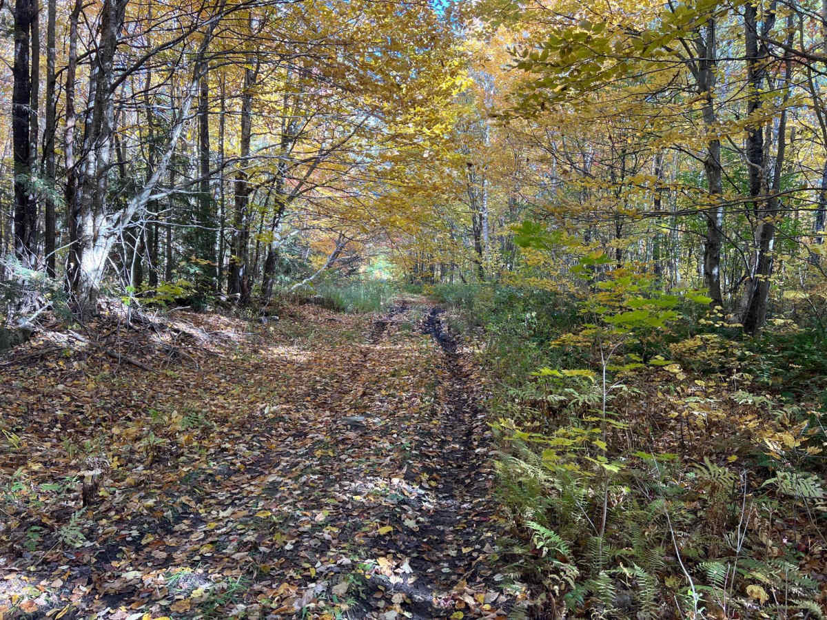 Gaudett Road to Black mountain photo 5