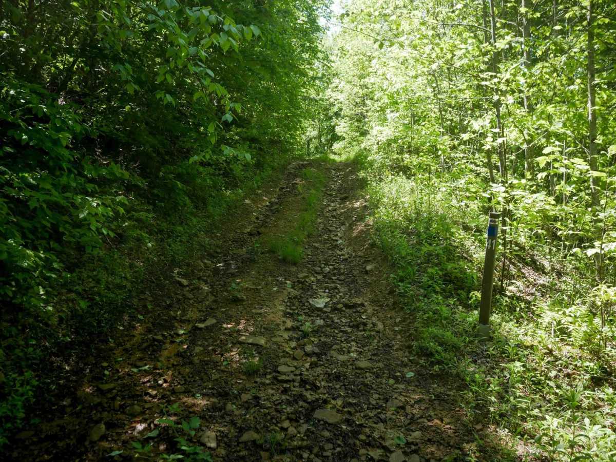 RV41 photo 2