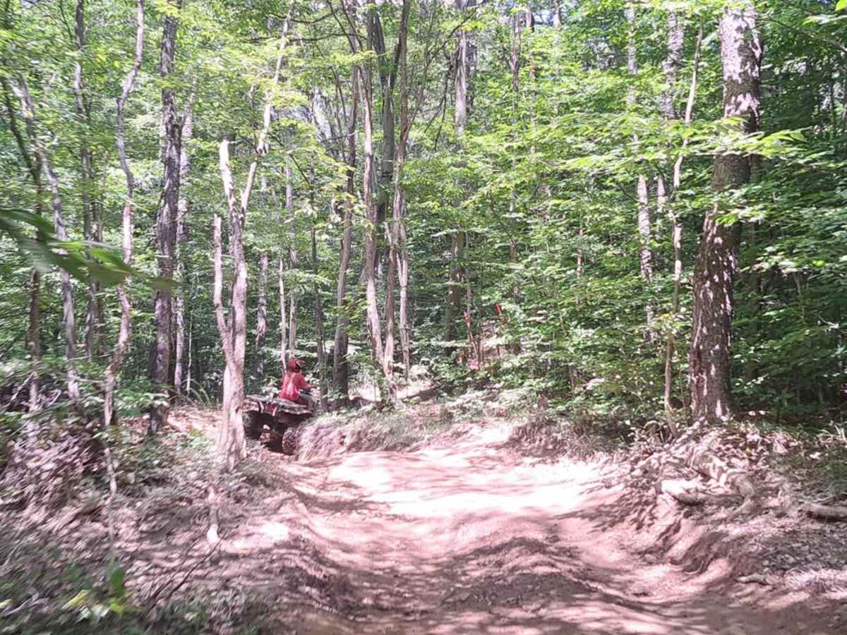 Bear Path 2 photo 4