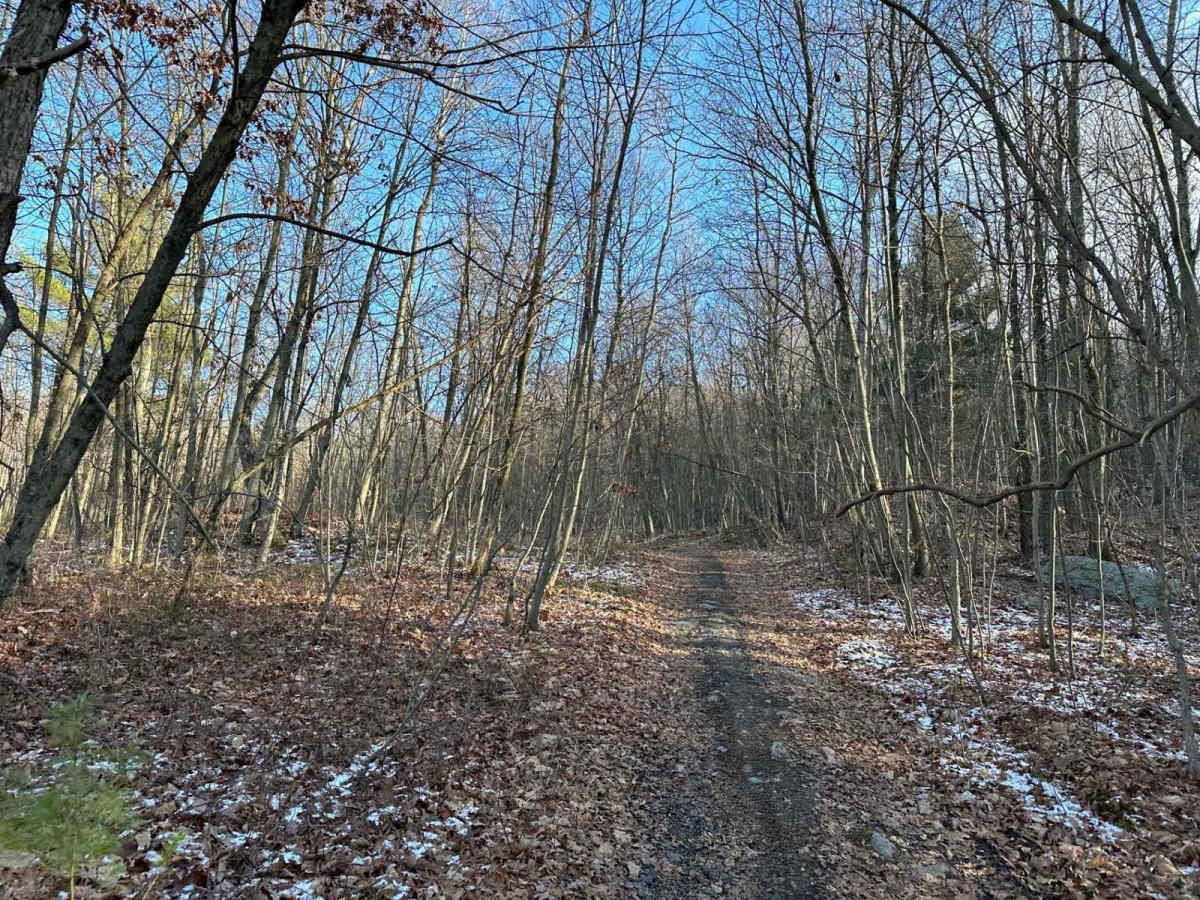 Locust Gap 67 photo 5