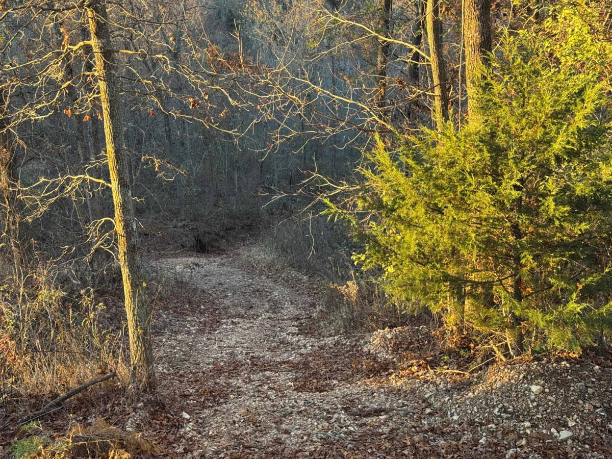 Red 156 trail photo