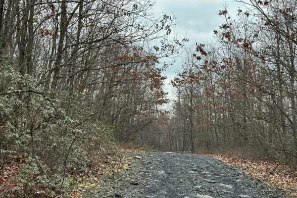Locust Gap 76