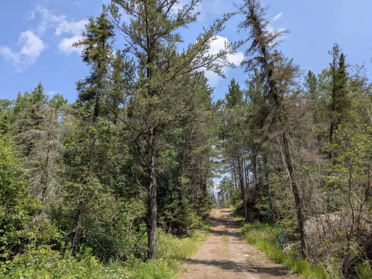 Edward Lake trail photo
