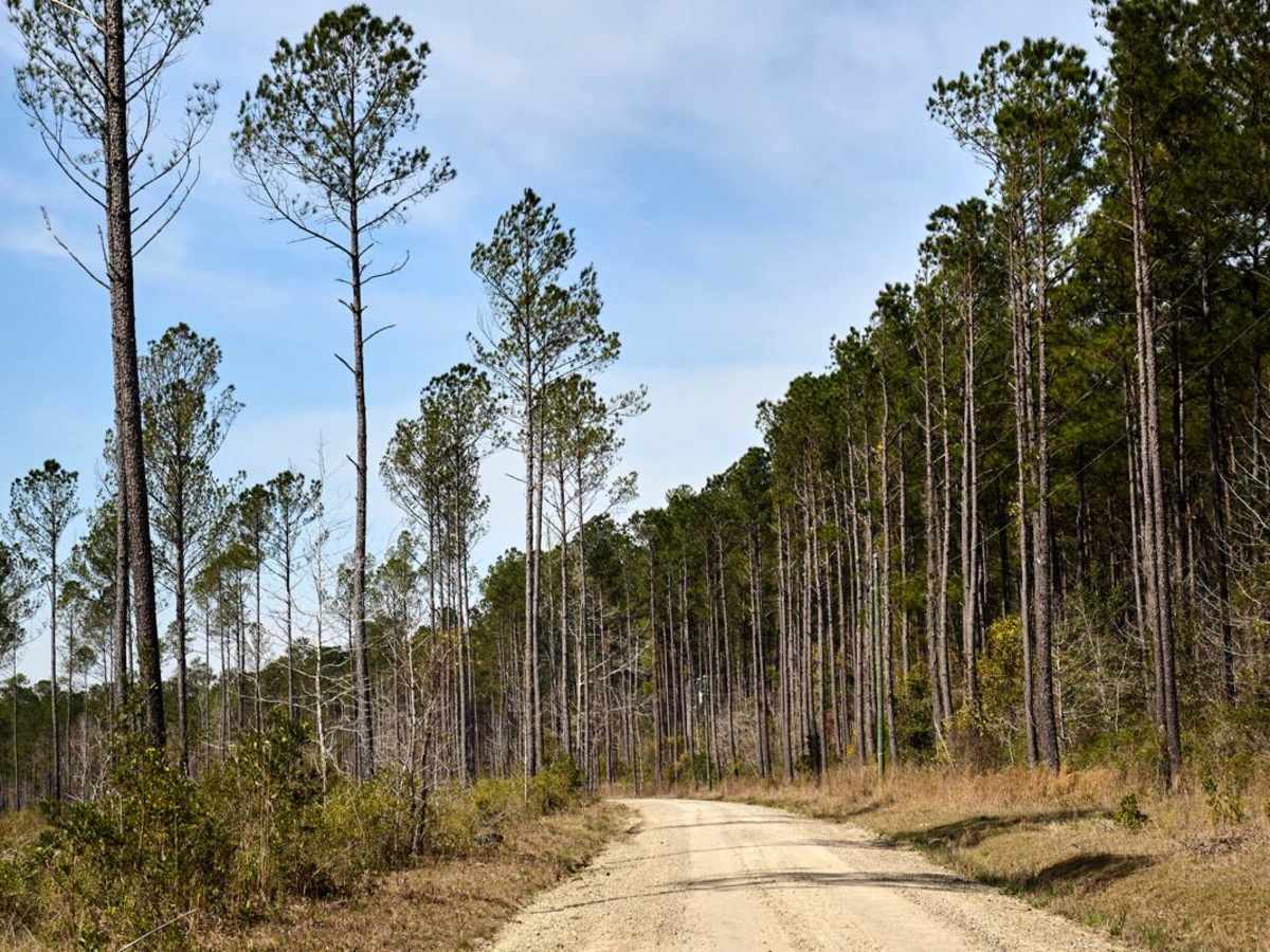 Bob Morris Road - FSR174 photo 2