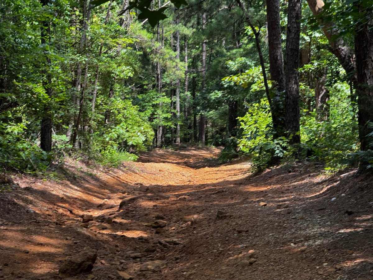 Old Camp Road photo 3